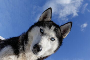 Portrait of a Siberian husky, friendship forever. Pet. Husky