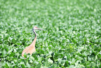 Sandhill Crane in Soybeans