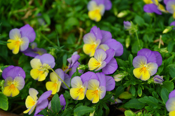 A beautiful grouping of purple and yellow pansies with green foliage.