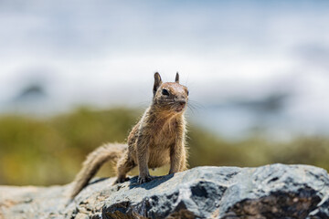 Naklejka premium Squirrel