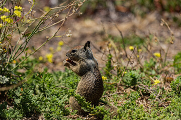 Squirrel