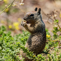 Squirrel
