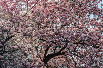 Obraz premium Cherry blossom tree, srping time