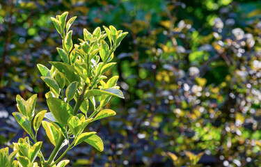 Fototapeta na wymiar Euonymus japonicus Aureo-Marginata with variegated green-yellow leaves on blurred green background. Elegant background for natural design. Selective soft focus, place for text.