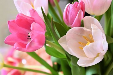 Obraz premium White and pink tulips in a bouquet. Beautiful background of flowers, bokeh effect