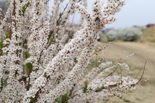 春に咲く花 薄いピンクのユキヤナギ Wall Mural Wallpaper Murals 哲雄 峯崎