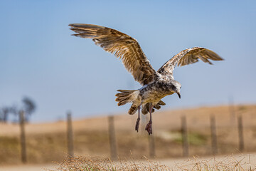 Gull