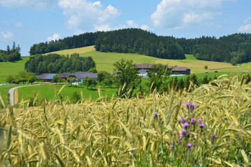 Bauernhaus und Getreidefeld im Mühlviertel, Österreich, Europa - Farmhouse and grain field in the...