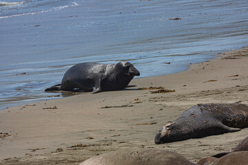 Seaelephant