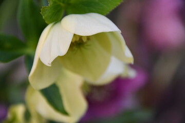 クリーム色のクリスマスローズの花