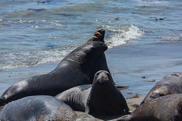Fototapeta premium Seaelephant