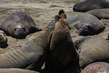 Seaelephant