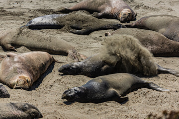 Obraz premium Seaelephant