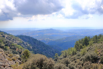 Naklejka premium Landscape with pine tree on mountain valley near caledonia trail in the troodos mountains in Cyprus
