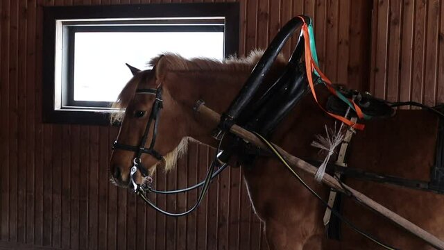 horse newar tourist carriage view