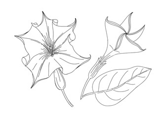 Datura flower  illustration. Modern botanical drawing for pattern, logo, template, banner, posters, invitation, and greeting card design. Jimson weed outline. Poisonous plant design.