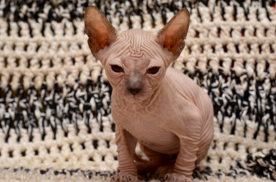 Cute little sphinx cat. Don Sphynx kitten on a black and white background