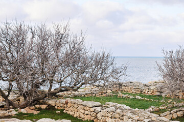 ruins of the ancient Greek city of Chersonesos on the seashore, overgrown with trees