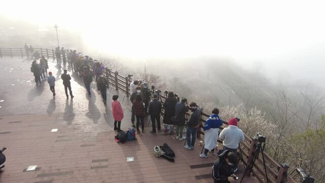 Maehwa ( Japanes Apricot Flower ) blooming in wondong maehwa village at spring in wondong, Yangsan, Gyeongnam, South Korea, Asia