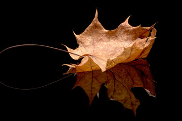 Dried leaf on a refelctive black surface.