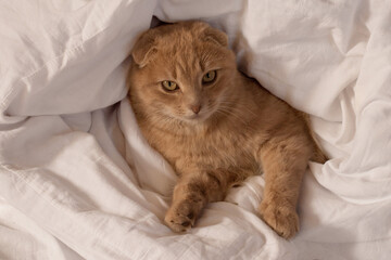 a beautiful red-haired lop-eared cat is lying on a white bed 