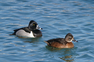 Ring Necked ducks swimming and feeding on lake in early spring on freezing cold but sunny day