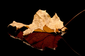 Studio photo of dried leaf.