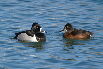 Ring Necked duck pair on harbour swimming in early spring on freezing cold day but sunny
