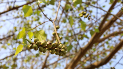 Fruit on branches of Bodhi Tree.Sacred tree, Pipal tree, Bo tree (Ficus religiosa L.) on branch background and green leaves with copy area. Selective focus