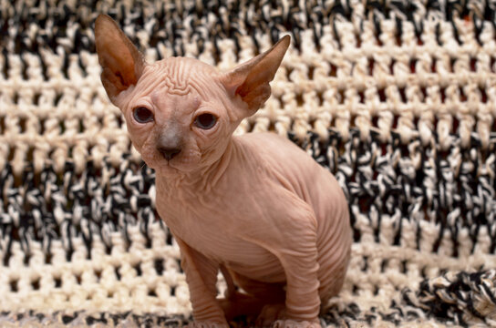 Cute little sphinx cat. Don Sphynx kitten on a black and white background