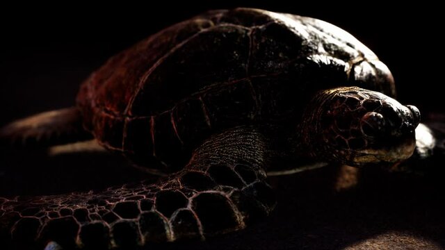 sea turtle at beach sand
