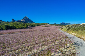 Obraz premium Peach blossom in Cieza La Torre in the Murcia region in Spain
