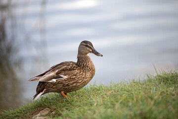 Female mallard (Anas platyrhynchos) duck on a lake