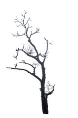 Dead tree on the white background