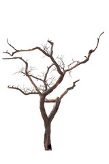 Obraz premium Dead tree on the white background