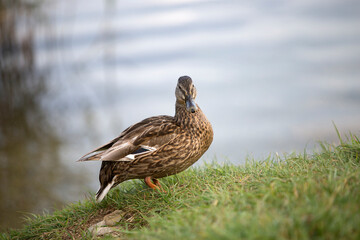 Female mallard (Anas platyrhynchos) duck on a lake