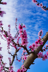Peach blossom in Ascoy in the Murcia region in Spain