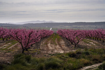 Peach blossom in Jumilla in the Murcia region in Spain