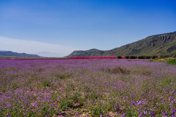 Obraz premium Peach blossom in Jumilla in the Murcia region in Spain