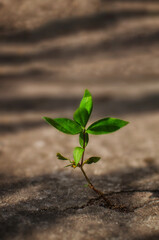 a strong sprout broke through the asphalt