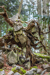 entwurzelter Baum mit Felsbrocken in den Wurzeln