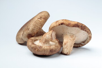 Shiitake mushrooms on white background.