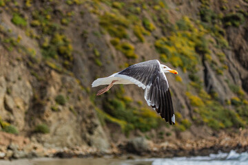 Gull