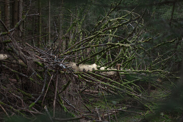 abgestorbener Baum im Wald mit vermoosten Ästen