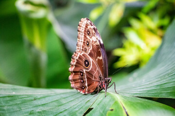 A beautiful brown colorful butterfly stops on a plants and flower, close up macro