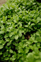 Aromatic spearmint growing in field. Mentha spicata © AnaRocioGF