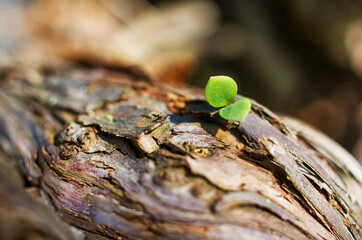 A spring sprout has made its way into the light