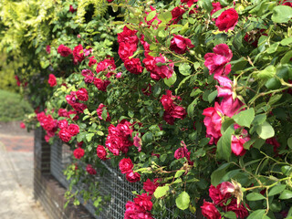 Naklejka premium Branches of a wicker red rose hang over a metal fence
