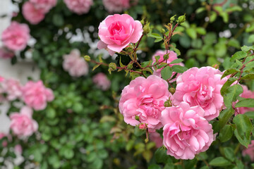 Pink rose flowers in the garden