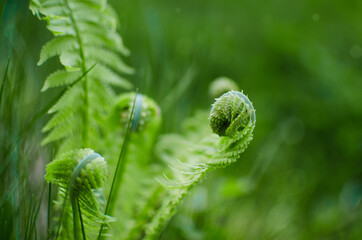 The fern leaves are blooming